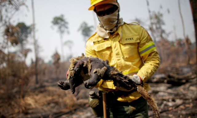 Amazon báo động cháy rừng